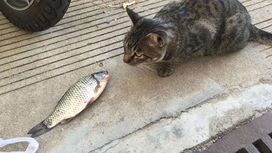小奶貓能吃魚嗎 貓咪怎么吃魚才健康