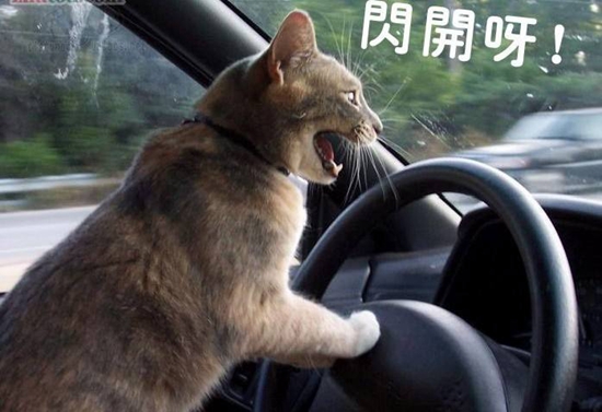 貓咪暈車怎么辦 假期出行貓咪暈車解決辦法