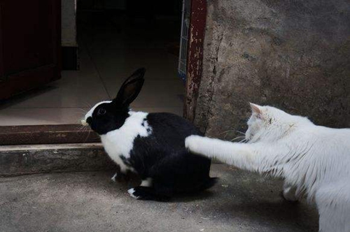 貓和兔子能一起養嗎 貓兔飼養原理