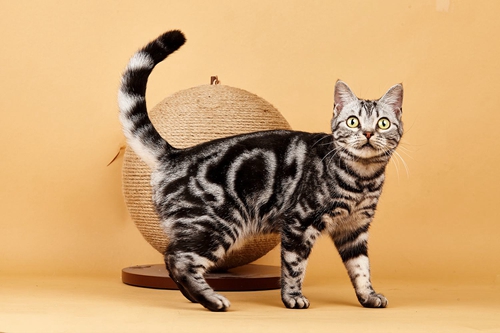 美國短毛貓怎么養 美短正確飼養方法