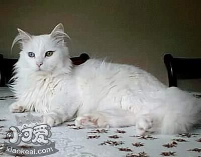 蒂凡尼貓多久洗一次澡 蒂凡尼貓洗澡注意事項