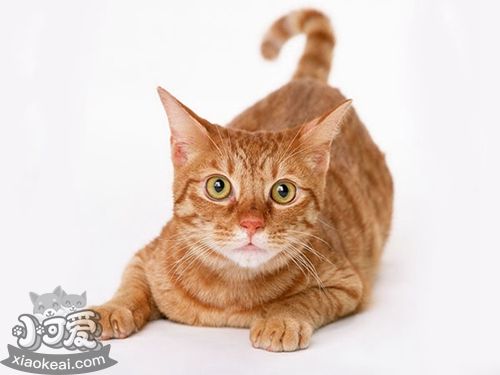 非洲獅子貓?jiān)趺答B(yǎng) 非洲獅子貓飼養(yǎng)手冊