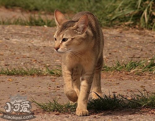 非洲獅子貓耳朵怎么清理 非洲獅子貓耳朵清理方法