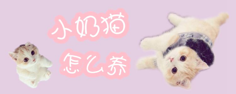 小奶貓怎么養
