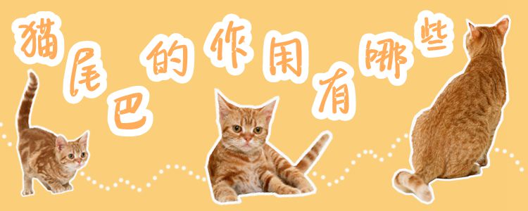 貓尾巴的作用有哪些