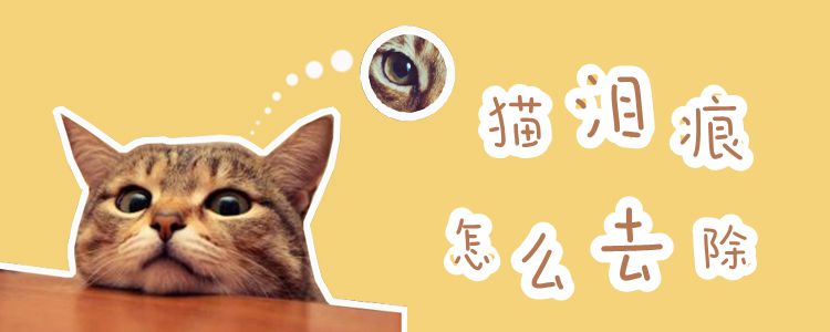 貓淚痕怎么去除