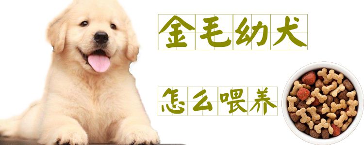 金毛幼犬怎么喂養
