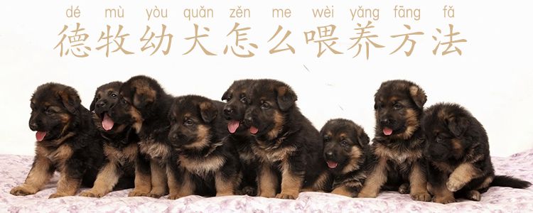德牧幼犬怎么喂養方法1