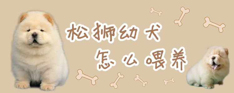 松獅幼犬怎么喂養(yǎng)
