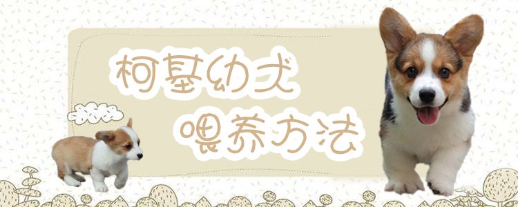 柯基幼犬喂養(yǎng)方法介紹