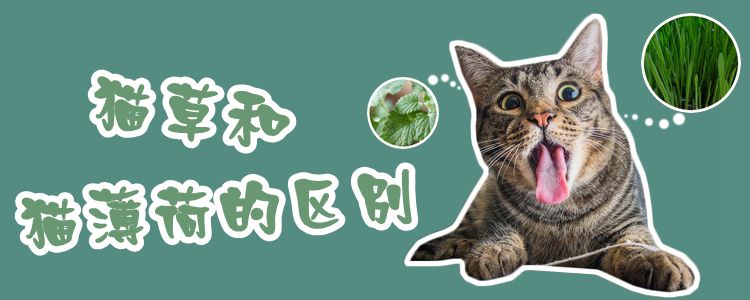 貓草和貓薄荷的區別
