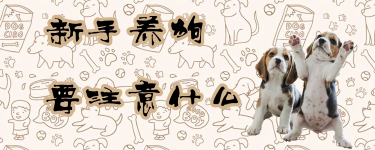 新手養狗要注意什么