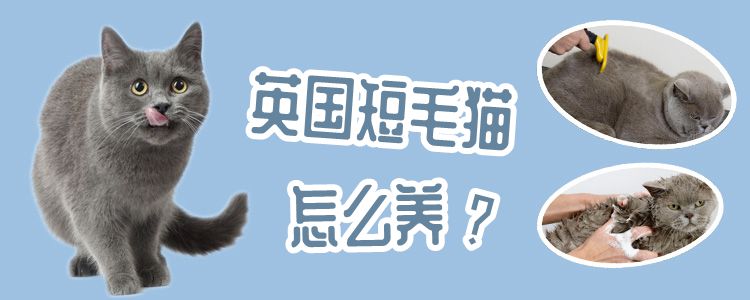 英國短毛貓怎么養