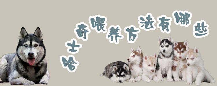 哈士奇喂養方法有哪些