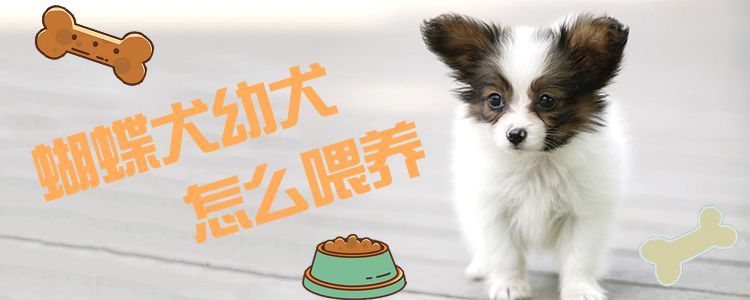 蝴蝶犬幼犬怎么喂養