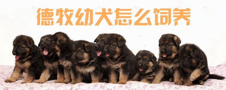 德牧幼犬怎么飼養