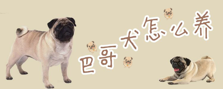 巴哥犬怎么養