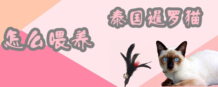 怎么喂養泰國暹羅貓