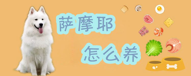 薩摩耶怎么養