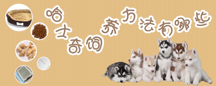 哈士奇飼養方法1