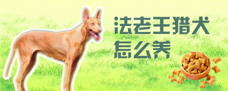法老王獵犬怎么養