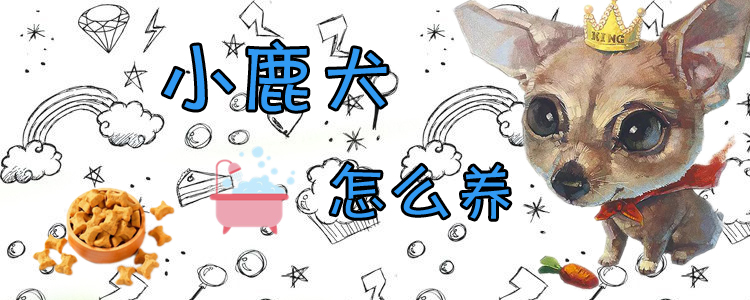 小鹿犬怎么養