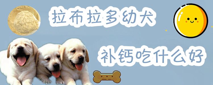 拉布拉多幼犬補(bǔ)鈣吃什么好