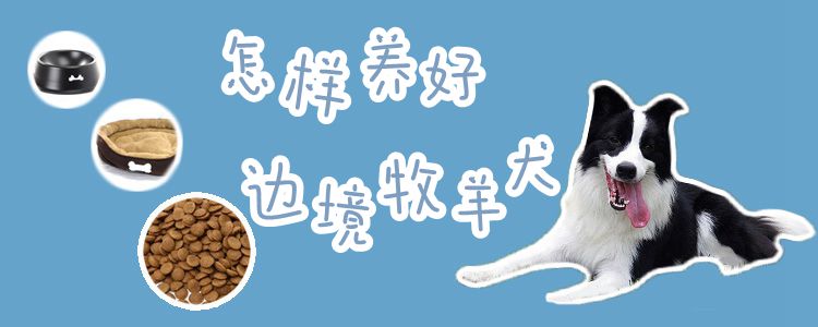 怎樣養好邊境牧羊犬