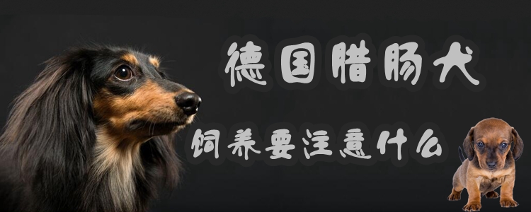 德國臘腸犬飼養要注意什么