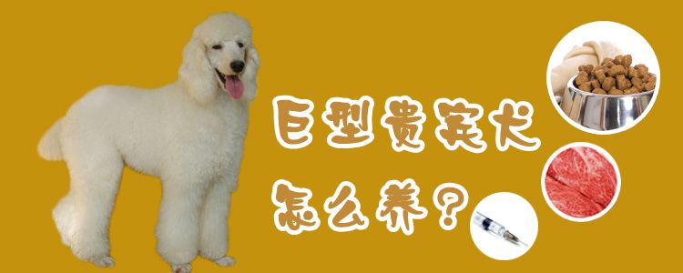 巨型貴賓犬怎么養