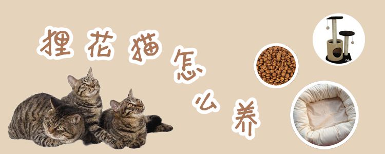 貍花貓怎么養