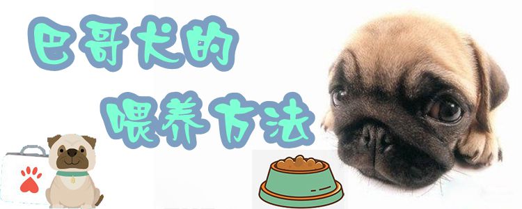 巴哥犬的喂養方法