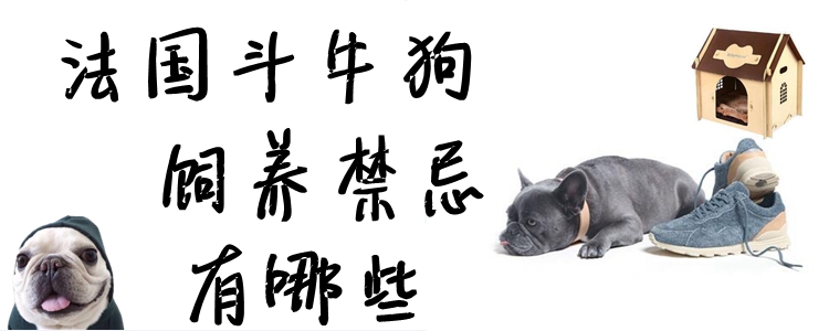 法國斗牛狗飼養(yǎng)禁忌有哪些