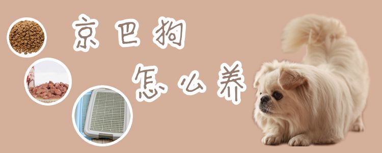 京巴狗怎么養