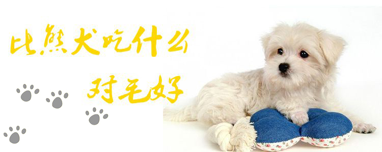 比熊犬吃什么對(duì)毛好