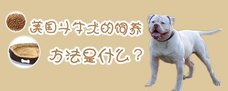 美國斗牛犬飼養方法是什么