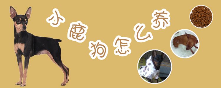 小鹿狗怎么養