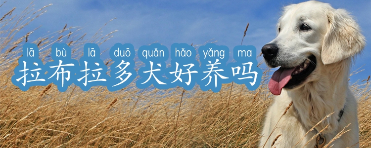 拉布拉多犬好養嗎