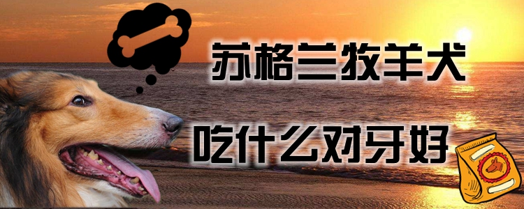蘇格蘭牧羊犬吃什么對(duì)牙好