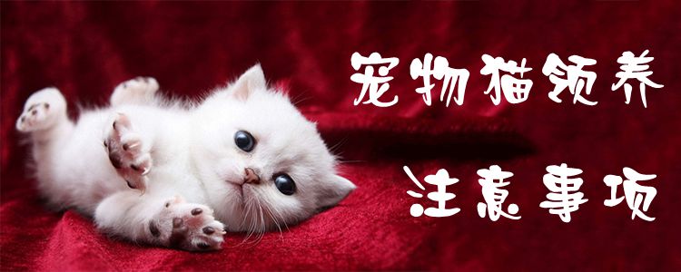寵物貓領(lǐng)養(yǎng)注意事項