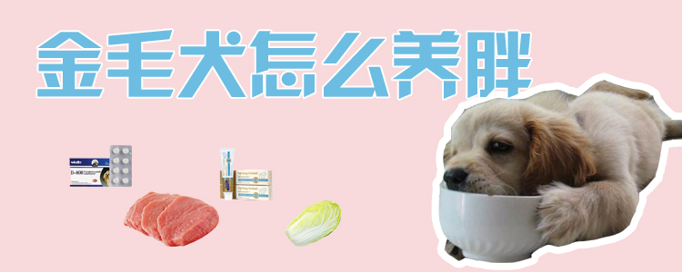 金毛犬怎么養胖