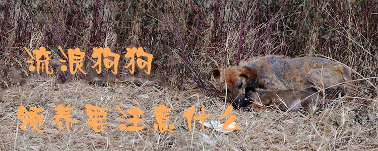 流浪狗狗領養要注意什么