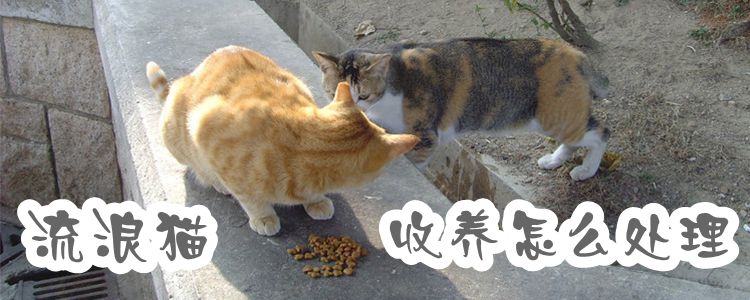 流浪貓收養怎么處理