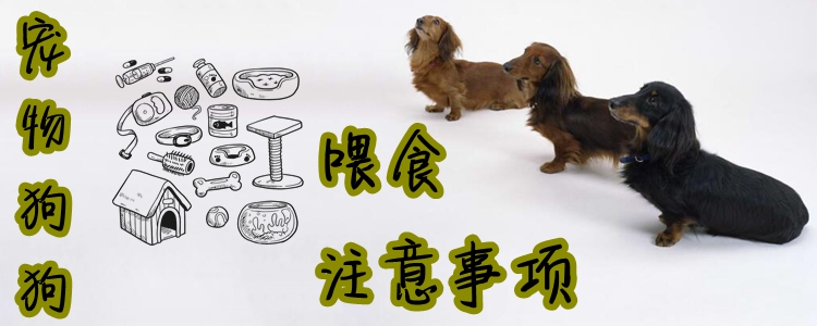寵物狗狗喂食注意事項