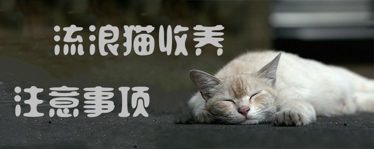 流浪貓收養注意事項