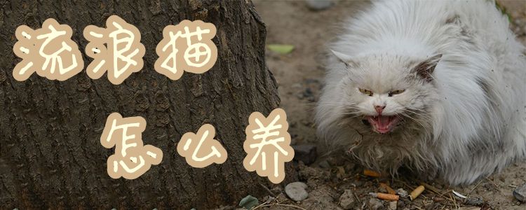 流浪貓怎么養