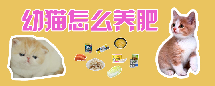 幼貓怎么養肥