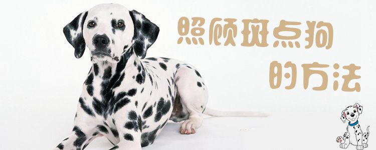 照顧斑點狗的方法1