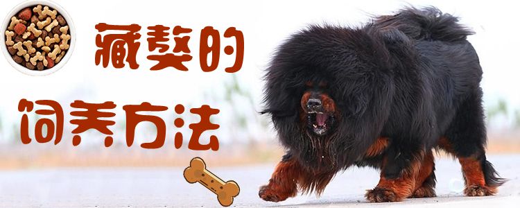 藏獒的飼養方法1