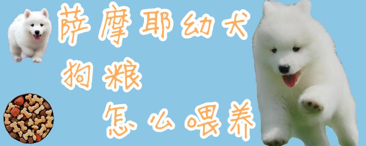 薩摩耶幼犬狗糧怎么喂養1